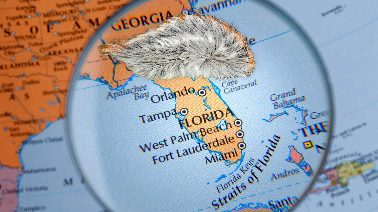 Najotrovnija gusenica u SAD pronađena na Floridi - izgleda mekano, ali izaziva jak bol