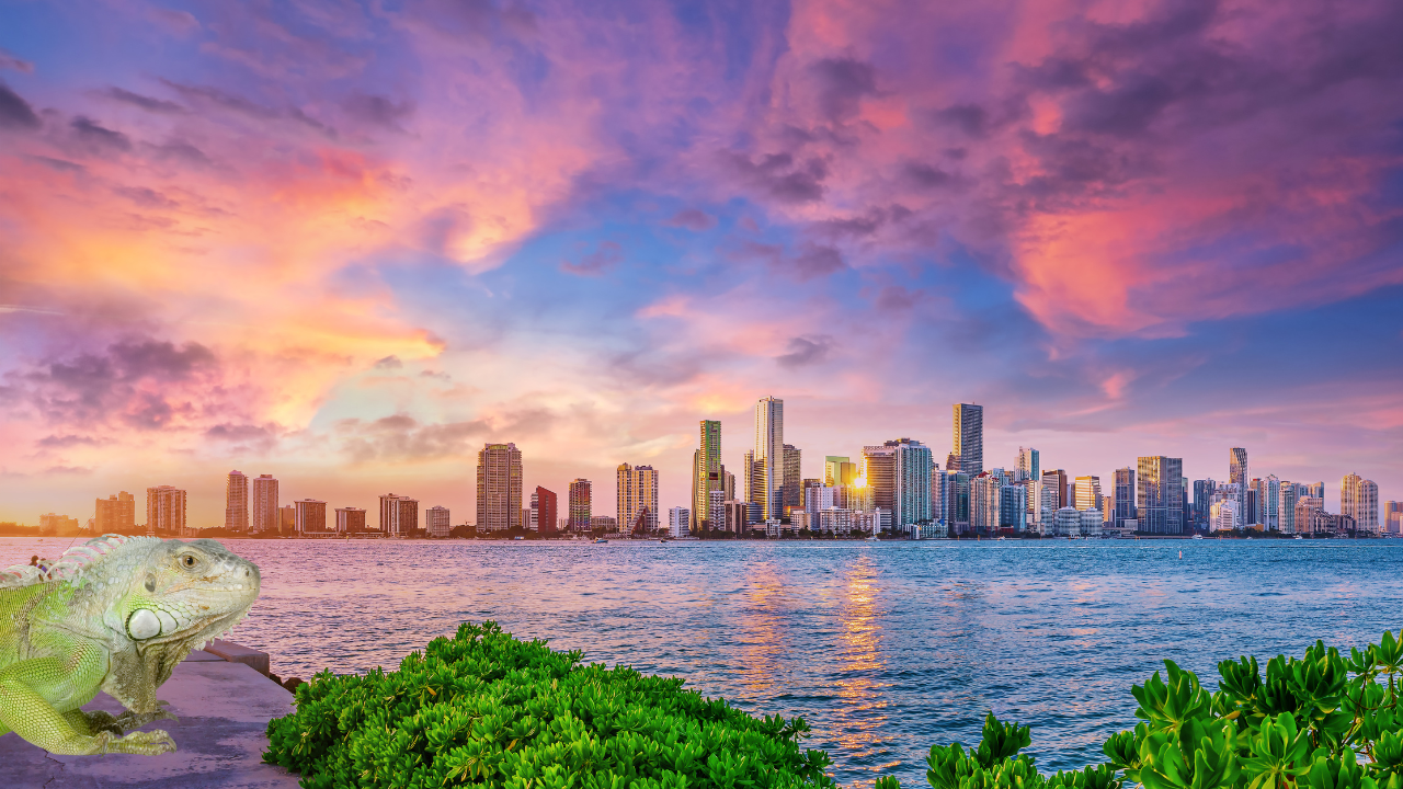 Zima u Majamiju biće toplija i suvlja - male šanse za „zamrznute iguane“