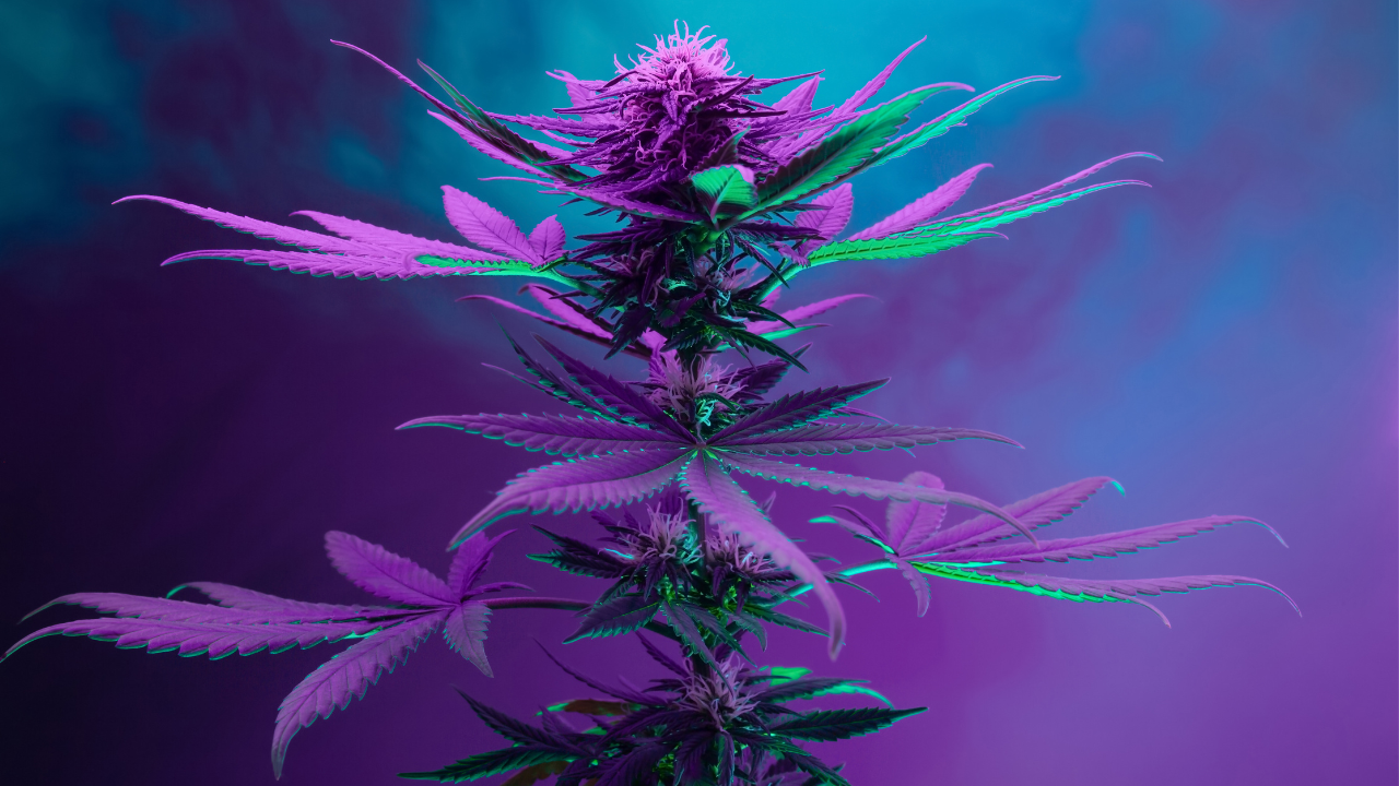 Novi zakon na Floridi predviđa zabranu pušenja marihuane na javnim mestima