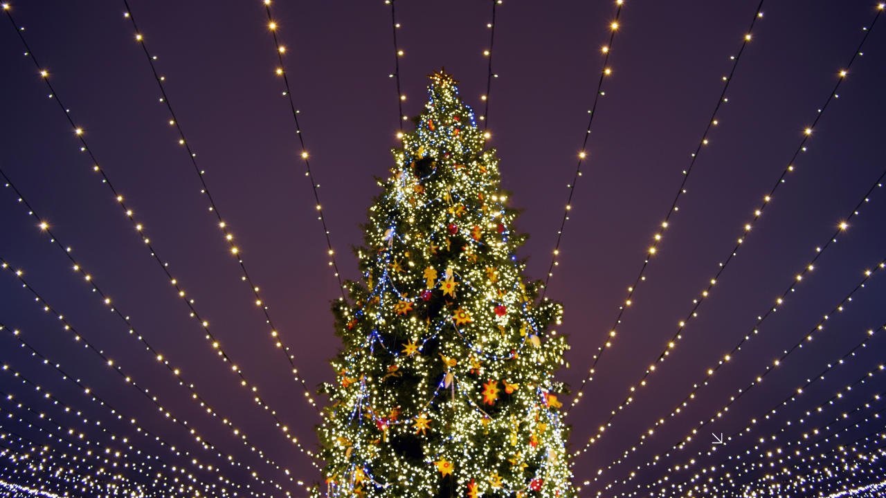 Najveća božićna jelka na Floridi je zasijala, visoka 30 metara