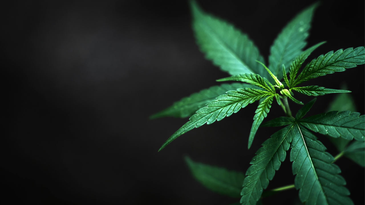 Predlog za legalizaciju marihuane za nemedicinsku upotrebu upućen Vrhovnom sudu Floride