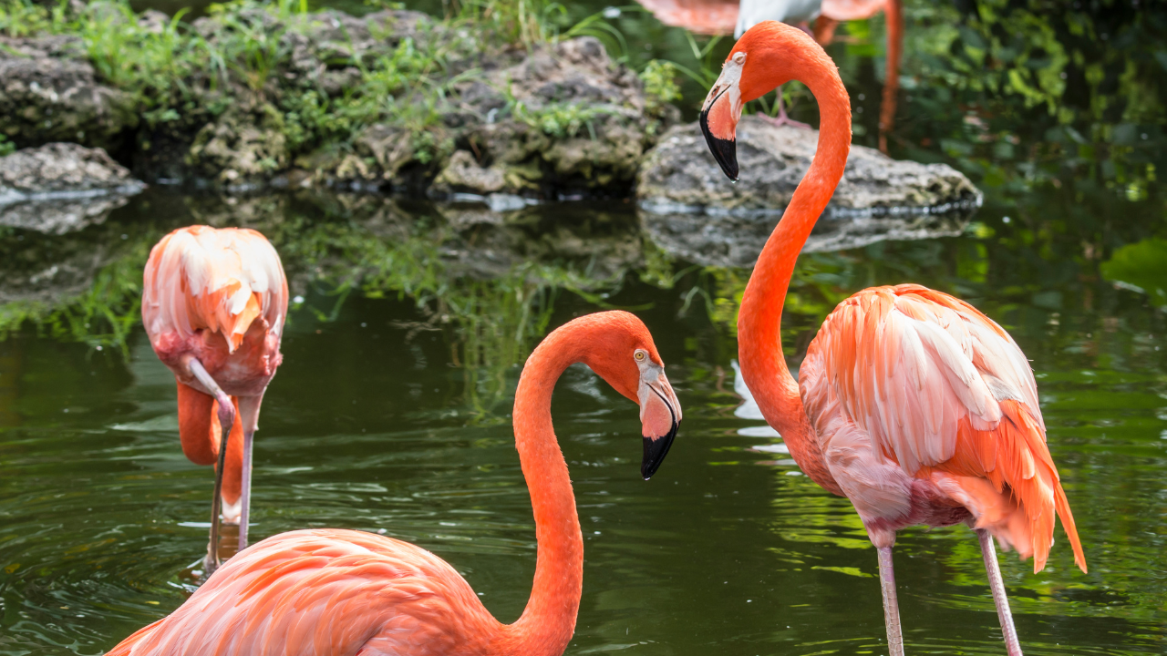 Uz ciljane mere, flamingosi mogu ponovo da se prošire na Floridi, pokazuje istraživanje UCF-a
