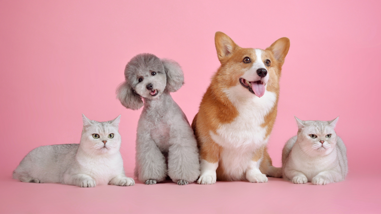 Novi zakon na Floridi uvodi registar osuđenih za zlostavljanje životinja