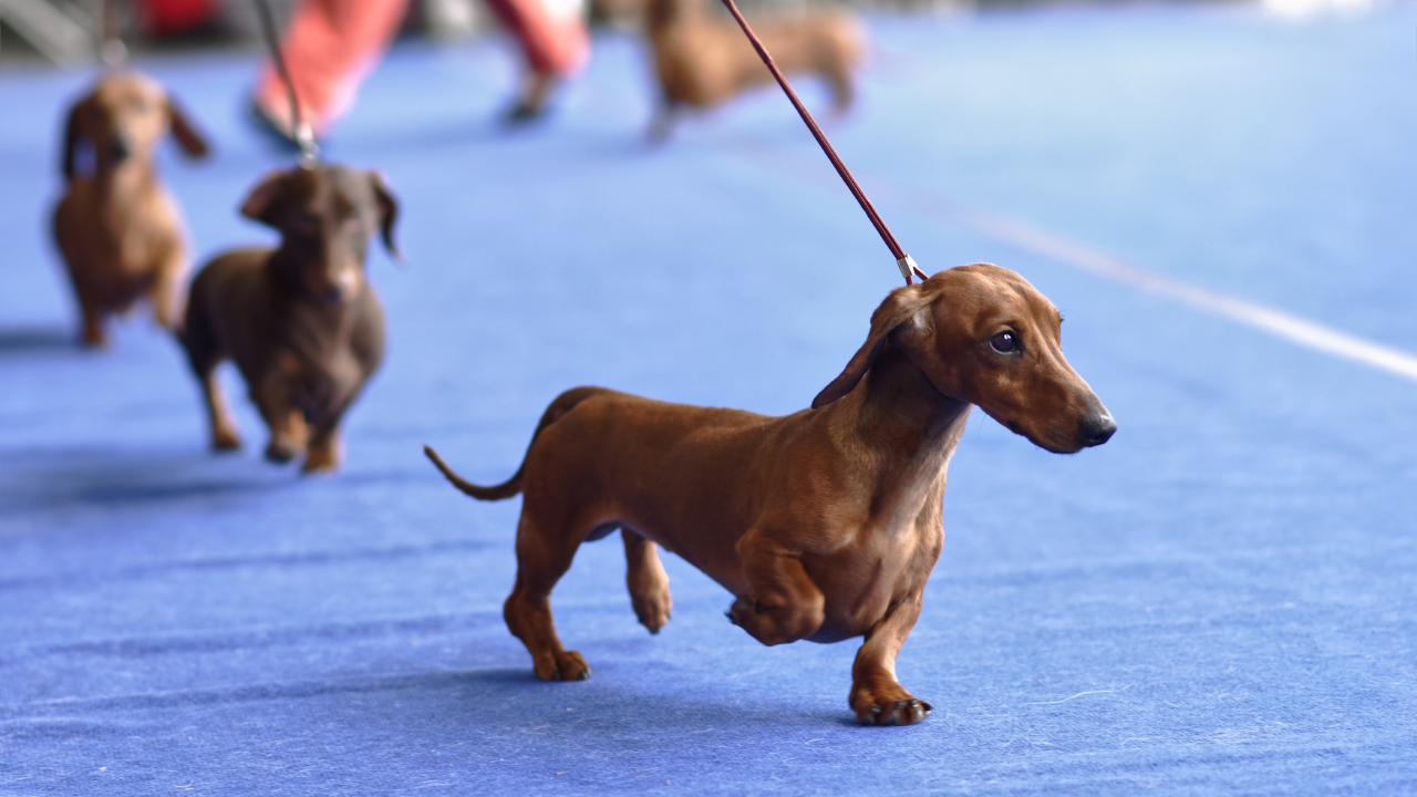 Big Woof Festival 2026: Najveći festival pasa u Majamiju stiže u Coconut Grove