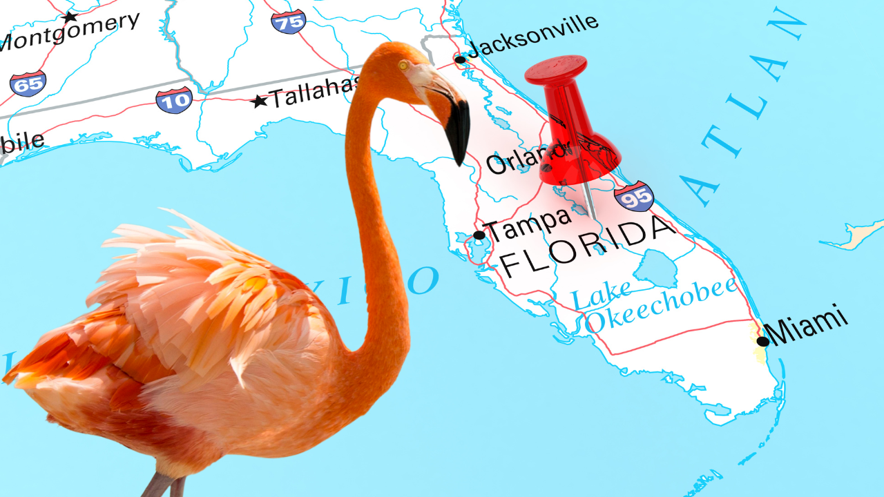 Novi predlog zakona mogao bi da proglasi američkog flaminga zvaničnom pticom Floride