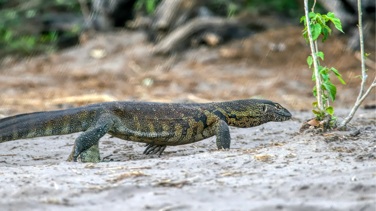 Da li je Južna Florida dobila novu invazivnu vrstu? Pojavljuje se nilski varan