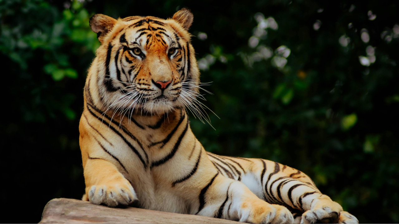 Zoo Miami ponovo otvoren nakon lažnih dojava